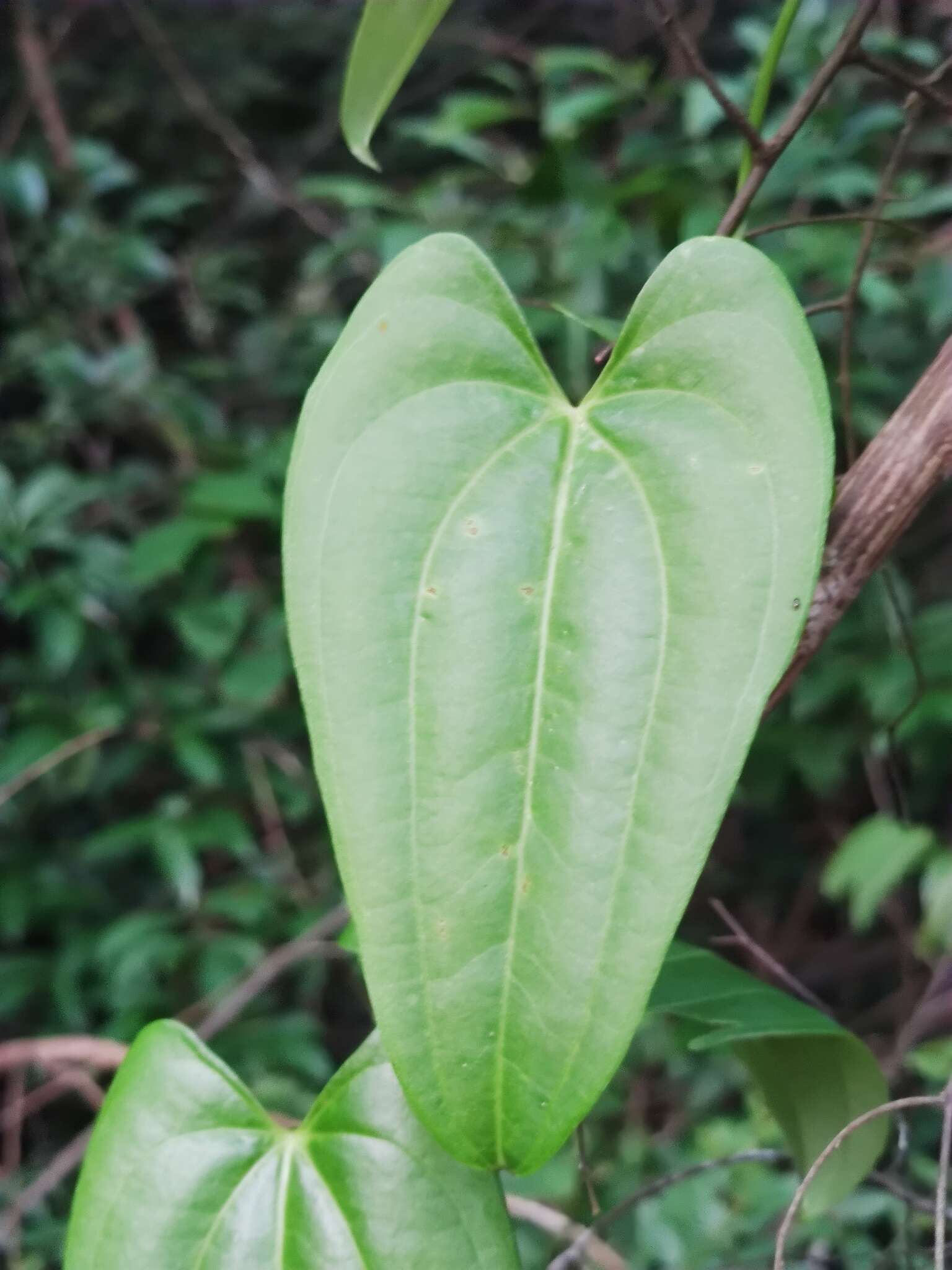 Image of water yam