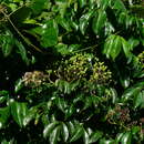 Sivun Murraya crenulata (Turcz.) Oliv. kuva