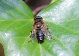 Image of Tapered Drone Fly