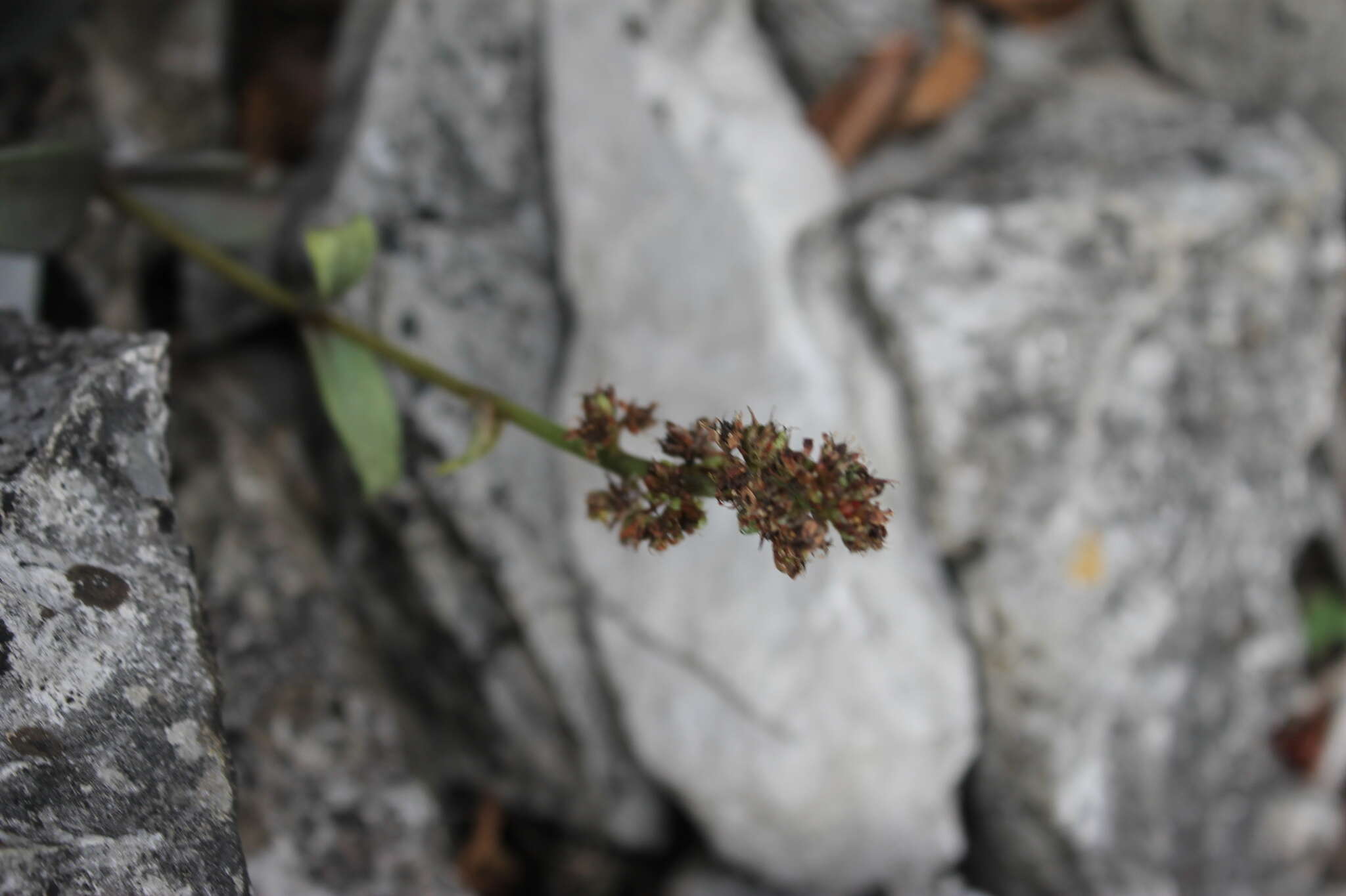 Image of Lenophyllum acutifolium Rose