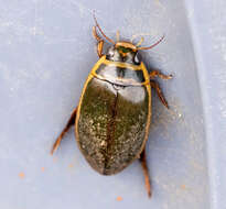 Image of Giant green water beetle