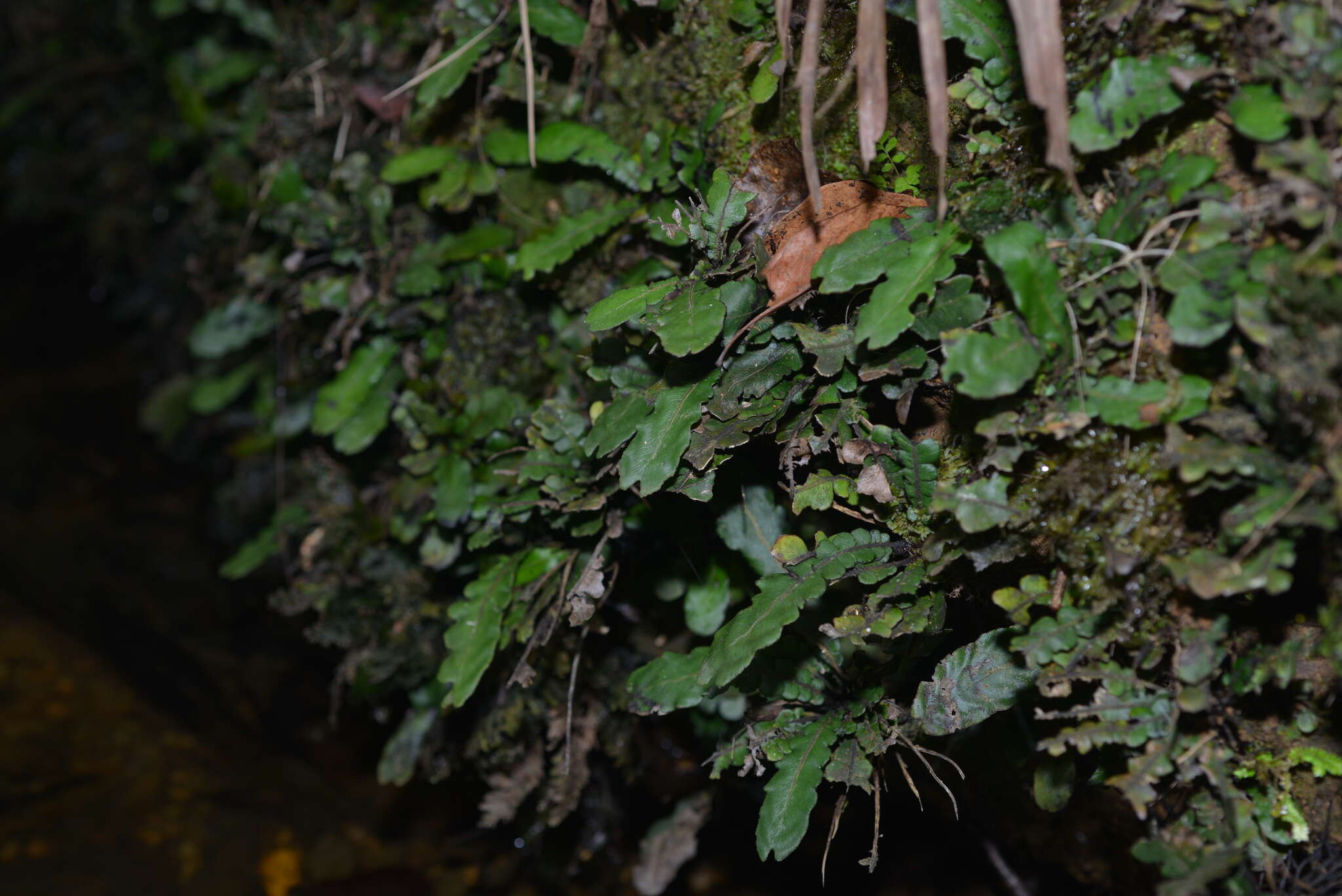 Image of Cranfillia opaca (Mett.) Gasper & V. A. O. Dittrich