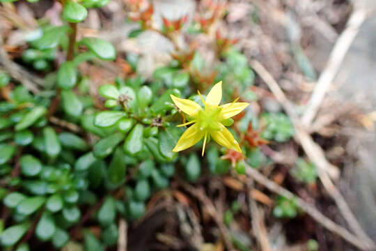 Image of Sedum erythrospermum Hayata