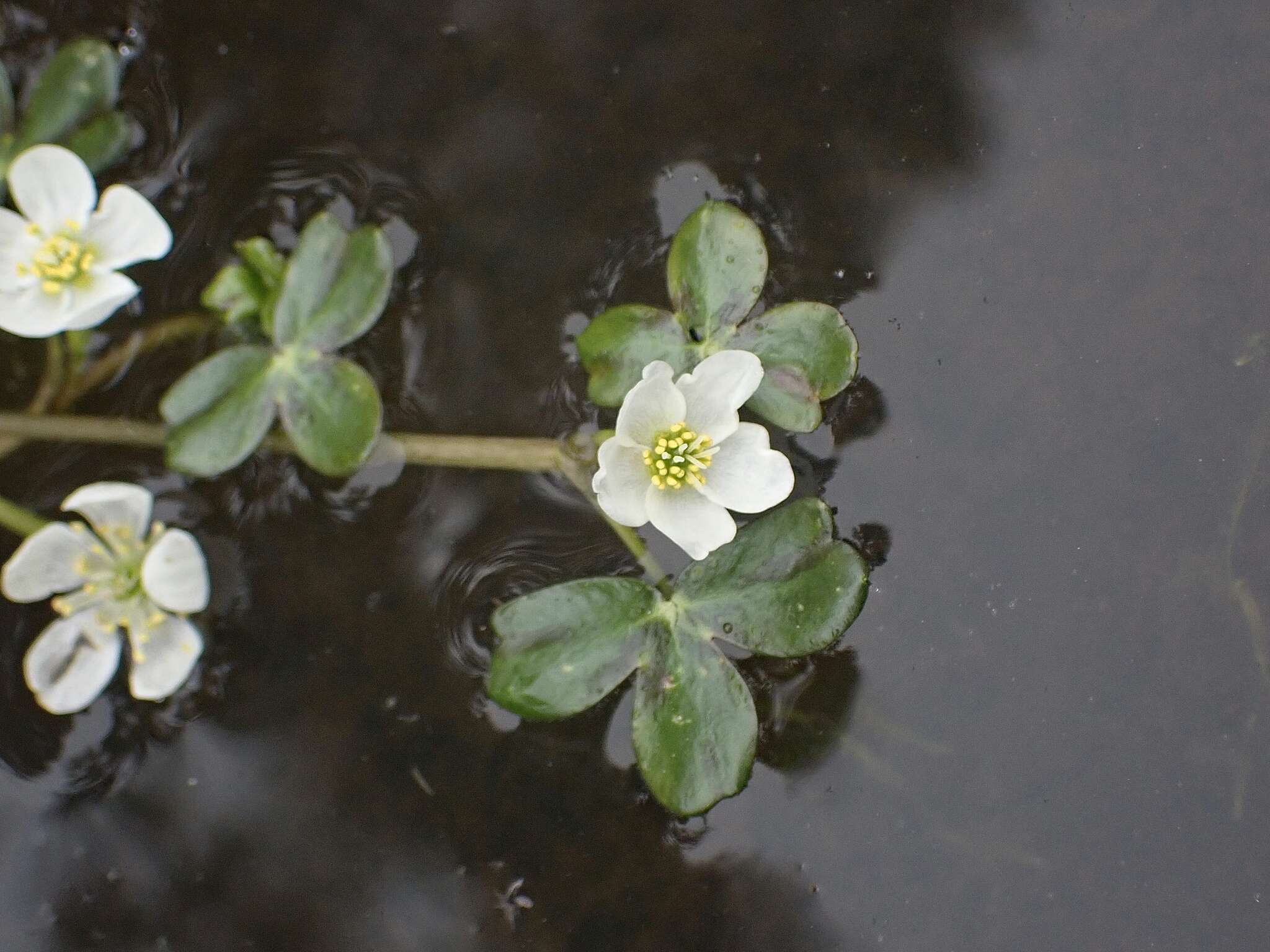 Image of Lobb's Water-Crowfoot