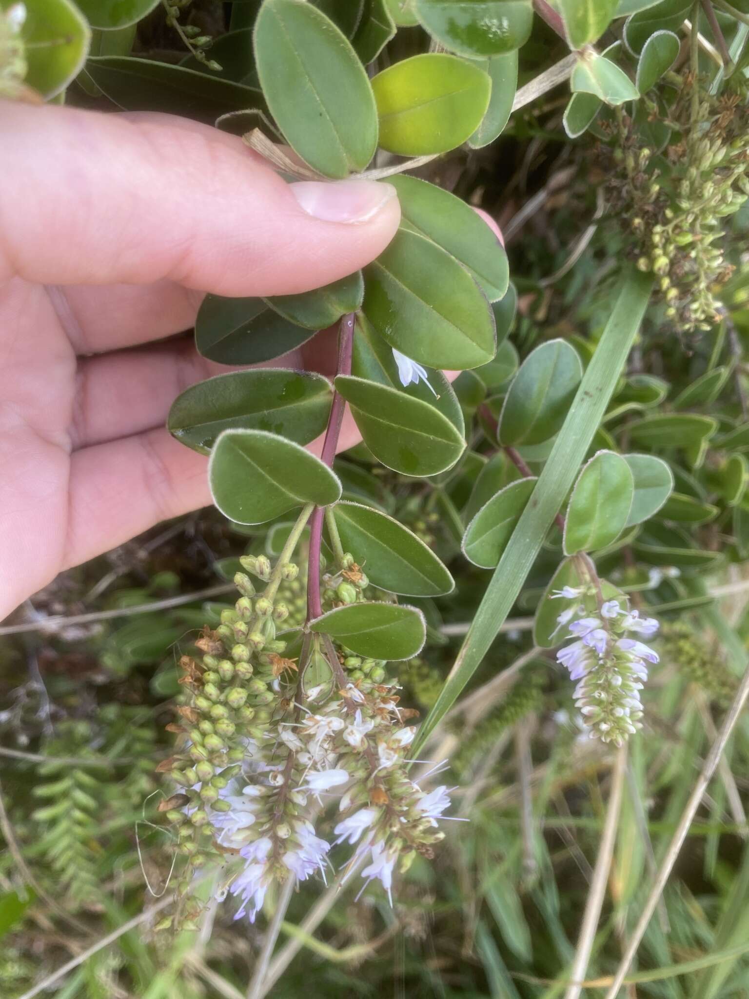 صورة Veronica obtusata Chresem.