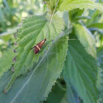 Imagem de Nemophora degeerella Linnaeus 1758