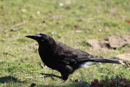 Imagem de Strepera versicolor arguta Gould 1846