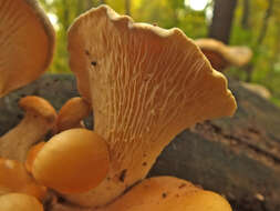 Image of Branched Oyster Mushroom