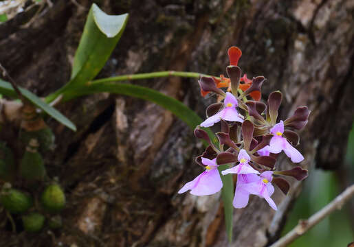 Image of Encyclia cordigera (Kunth) Dressler