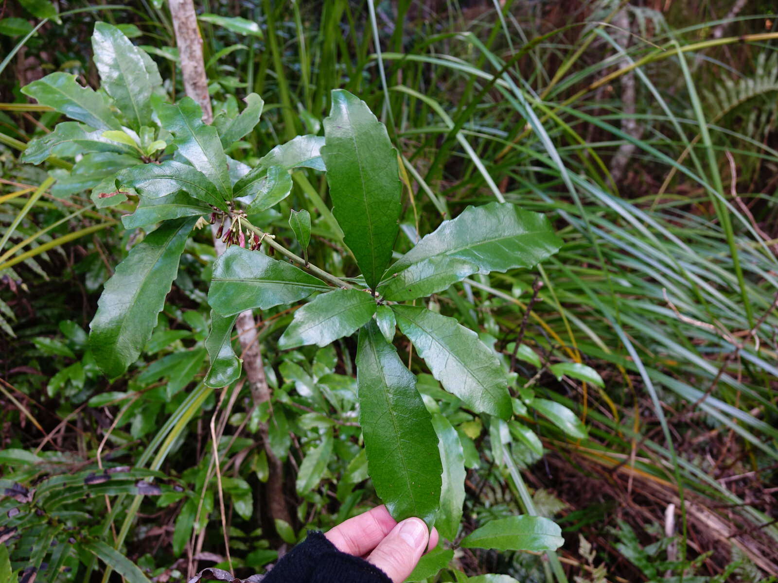 Image of Shrubby honeysuckle