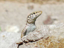 Image of Anatolian Lizard