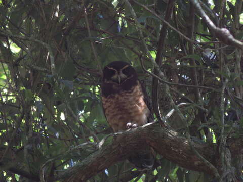 Image of Tawny-browed Owl