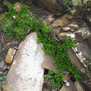 Image of Atadinus depressus (Grubov) Hauenschild