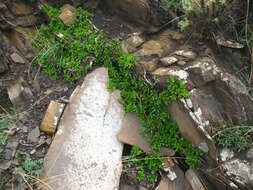 Image of Atadinus depressus (Grubov) Hauenschild