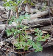 Image de Dodonaea humilis Endl.