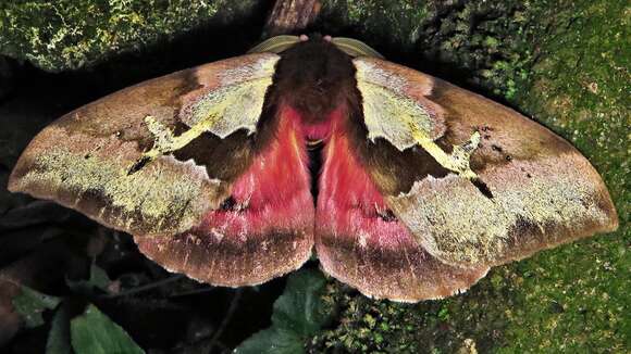 Plancia ëd Dirphiopsis multicolor (Walker 1855)