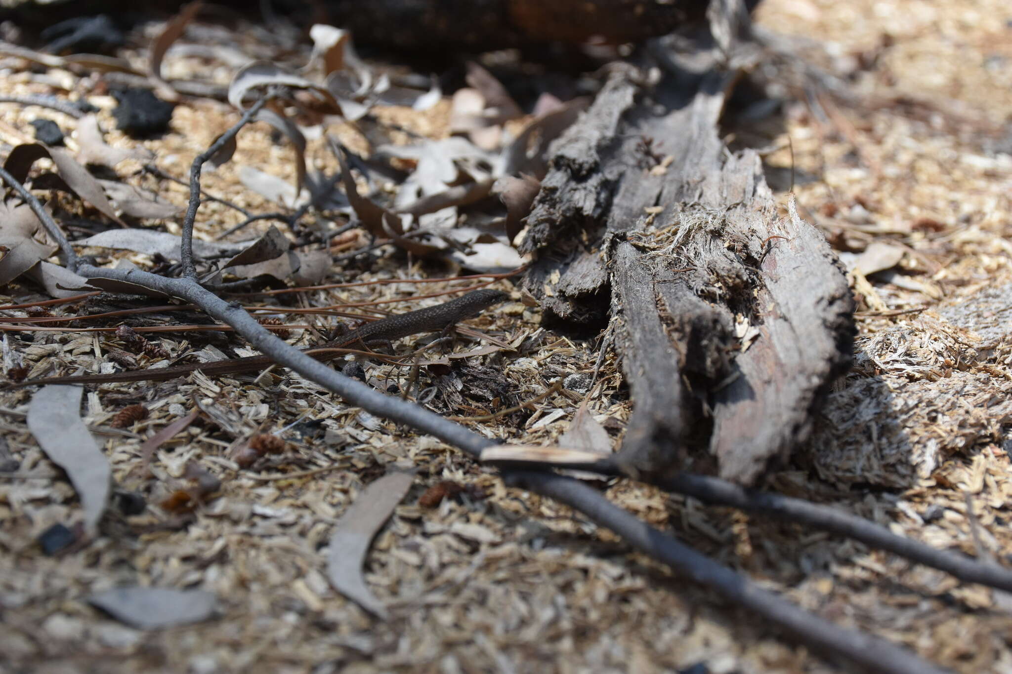 Image of Southern Weasel Skink