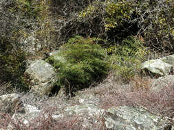 Image of Pteridium esculentum (G. Forst.) Nakai