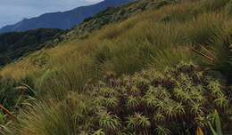 Imagem de Dracophyllum menziesii Hook. fil.