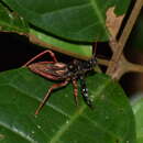 Image of Erbessus rufiventris Breddin 1901