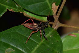 Image of Erbessus rufiventris Breddin 1901