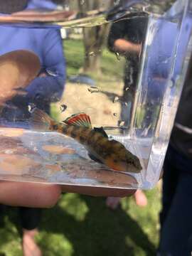 Image of Highland Rim Darter