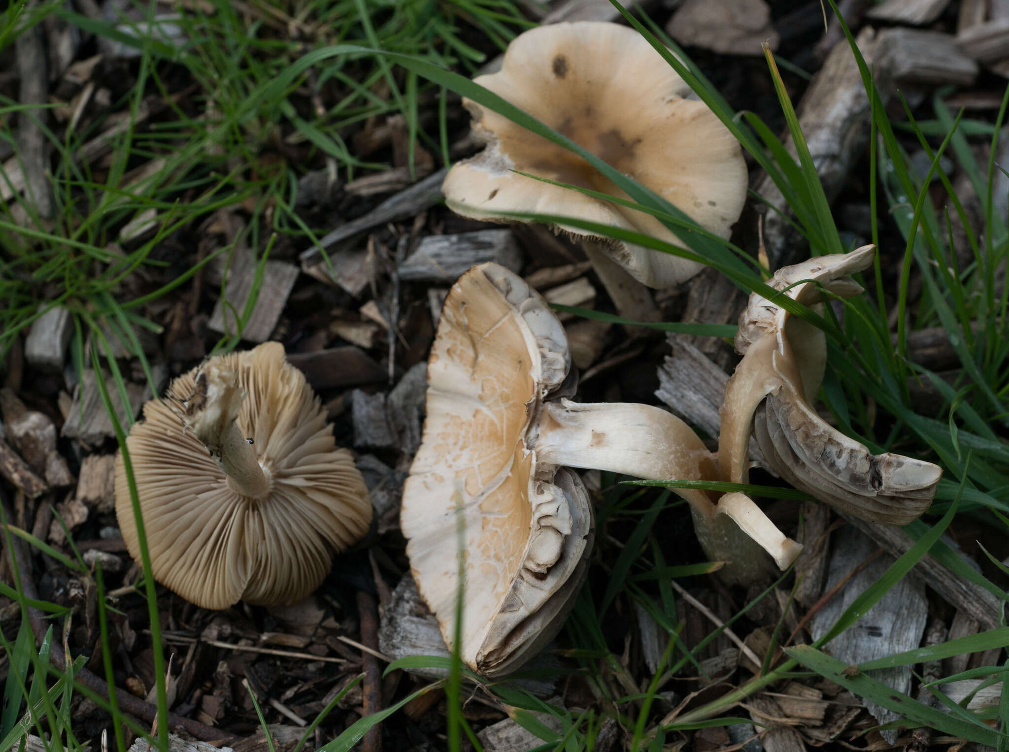 Imagem de Candolleomyces candolleanus (Fr.) D. Wächt. & A. Melzer