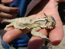 Image of Cedros Island Horned Lizard