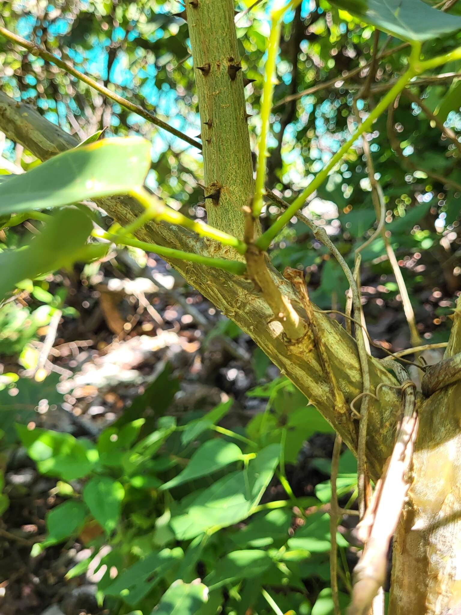 Sivun Erythrina eggersii Krukoff & Moldenke kuva