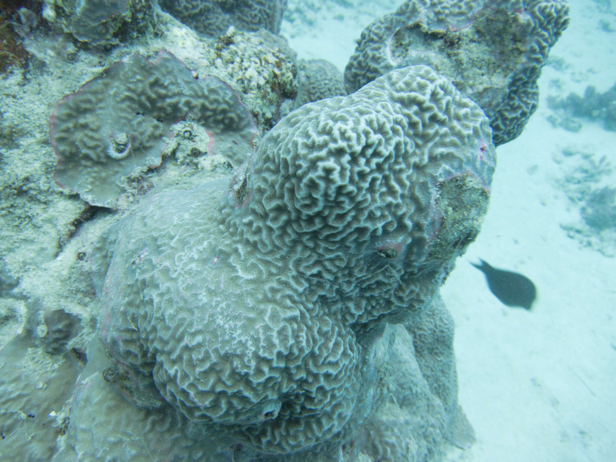 Image of Column coral