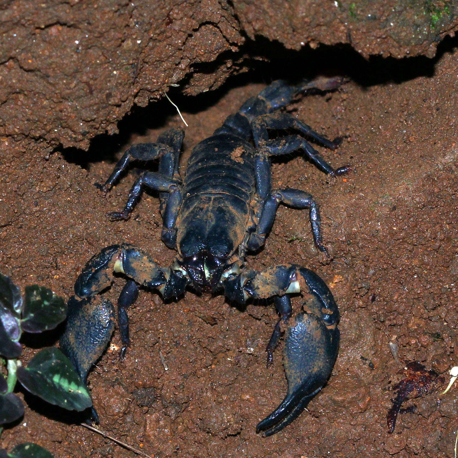 Javanimetrus cyaneus (C. L. Koch 1836) resmi