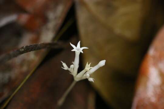 Sivun Voyria alba (Standl.) L. O. Wms. kuva