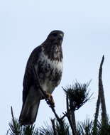 Imagem de Buteo trizonatus Rudebeck 1957