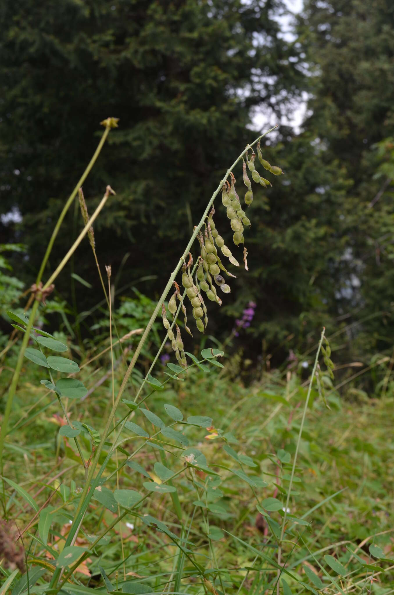 Plancia ëd Hedysarum neglectum Ledeb.