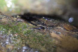 Image of Cumberland Dusky Salamander