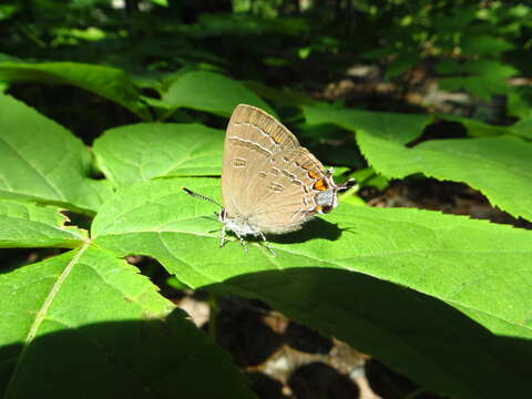 Image of Banded Hairstreak