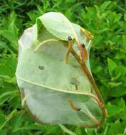 Image of Ugly-nest Caterpillar