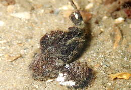 Image of Patchwork velvetfish