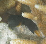 Image of Brown coral blenny