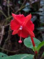 Plancia ëd Fuchsia macrostigma Benth.