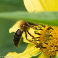 Image of Sunflower Andrena