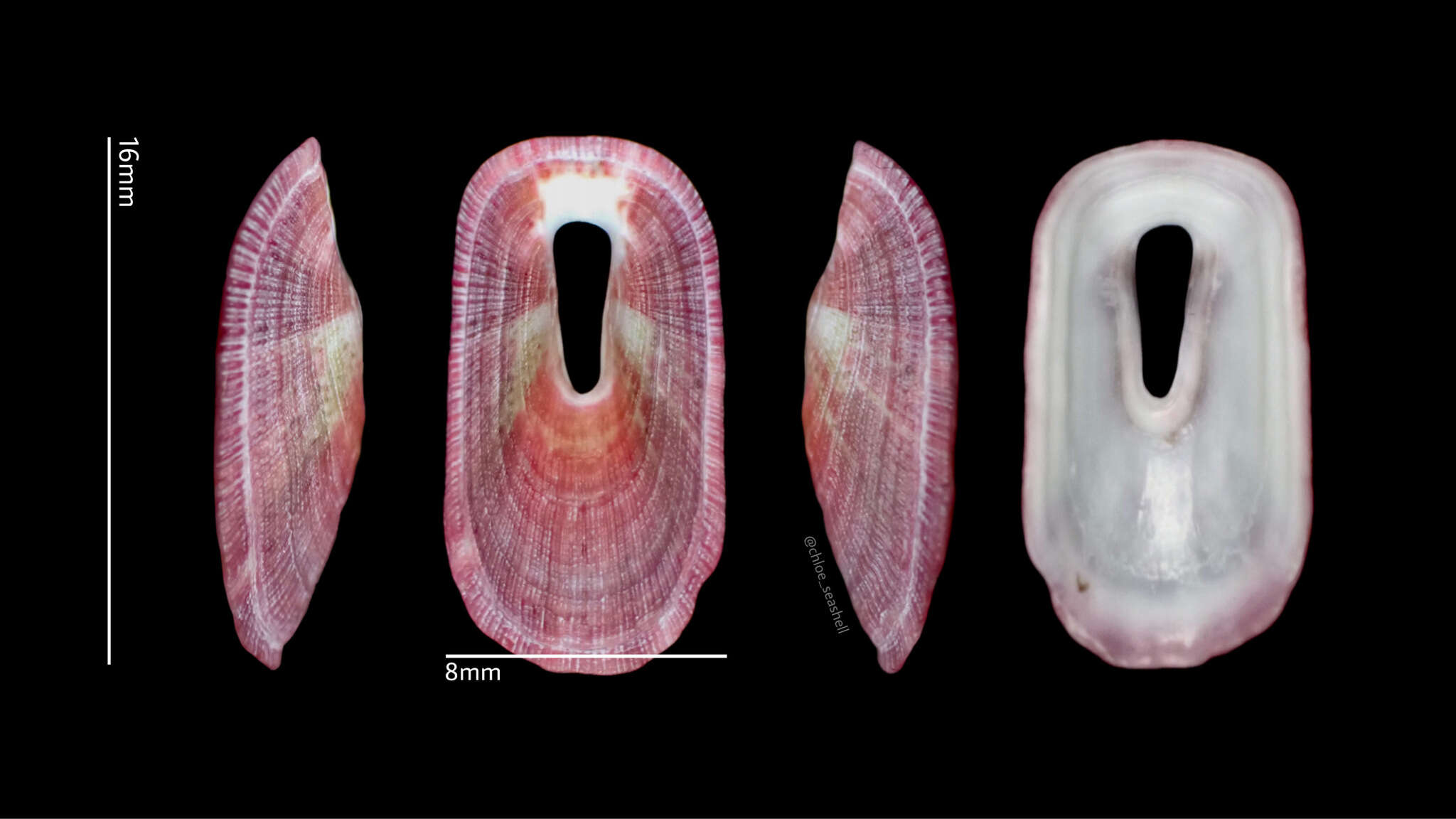 Image of Macroschisma sinense A. Adams 1855