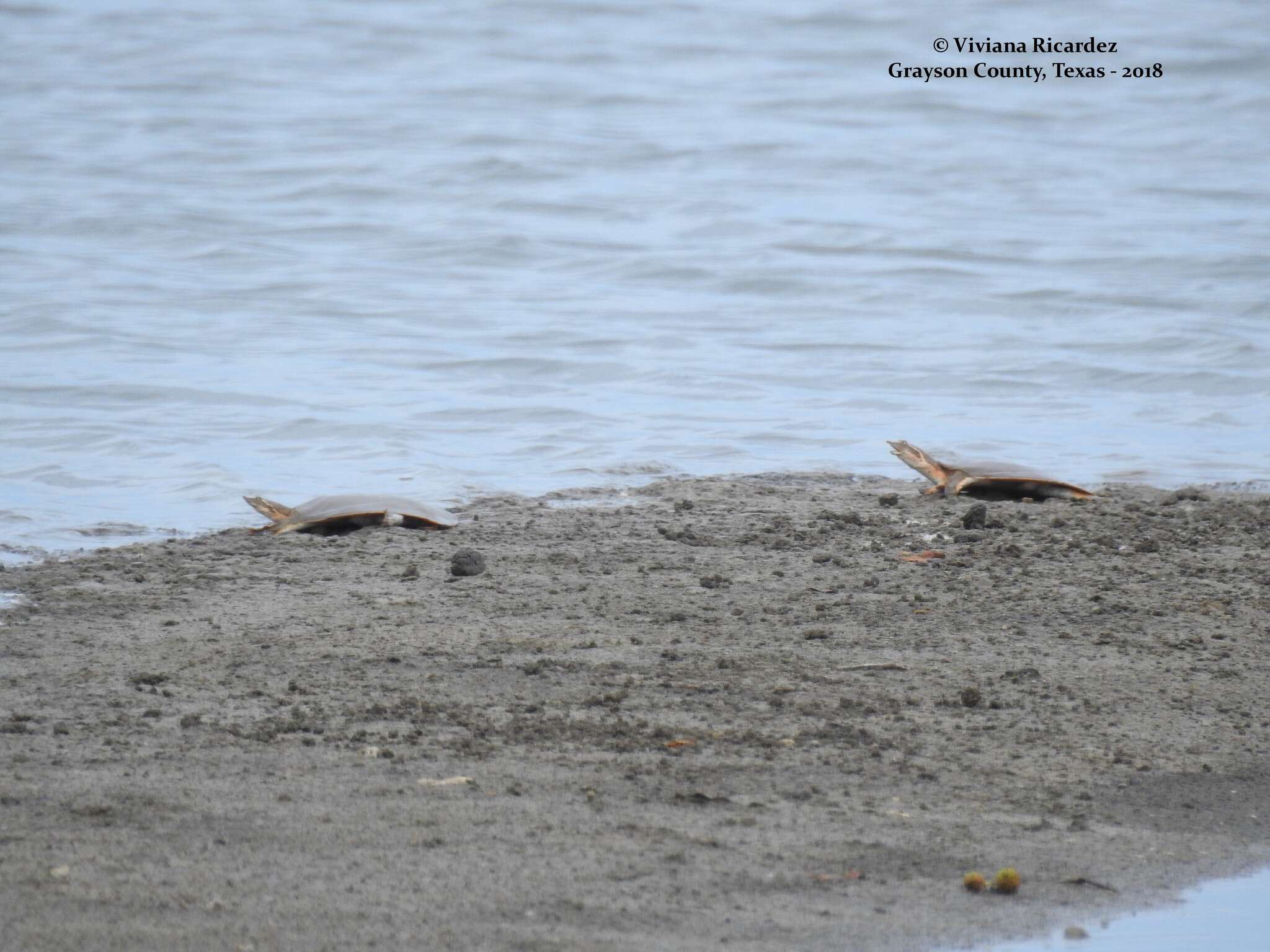 Image of Smooth Softshell Turtle