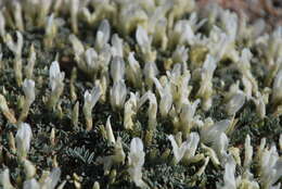 Image of Astragalus brevifolius Ledeb.