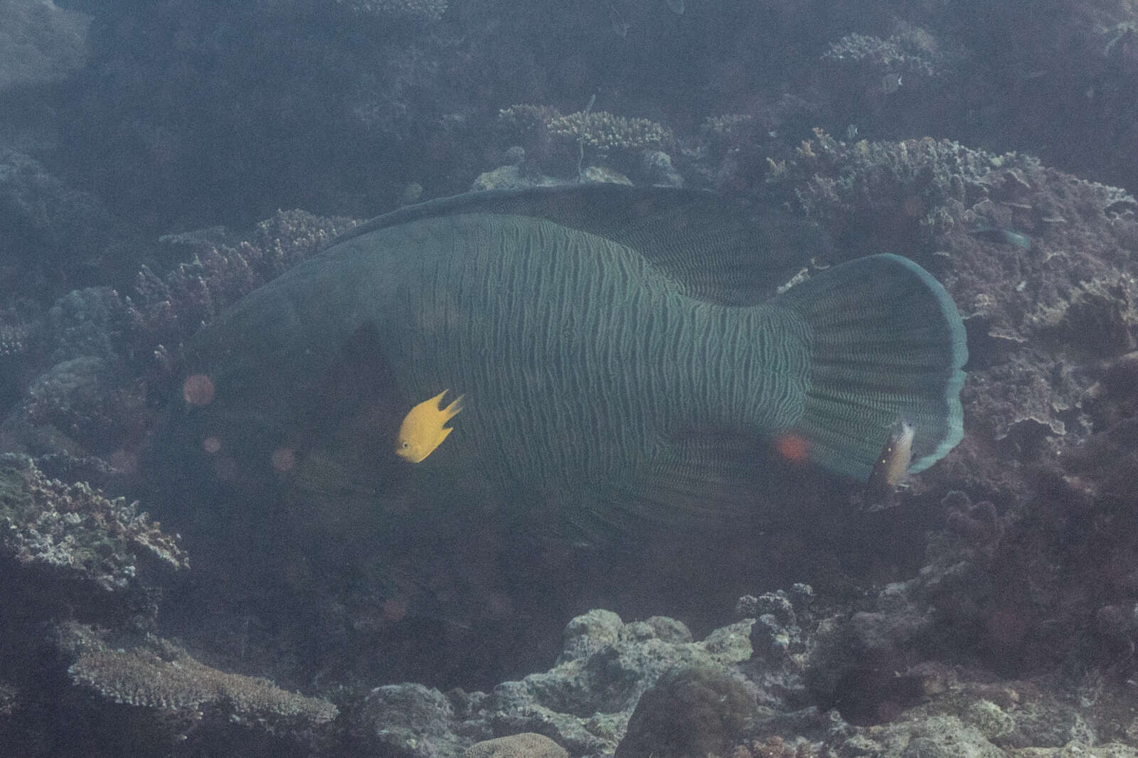 Image of Giant Wrasse