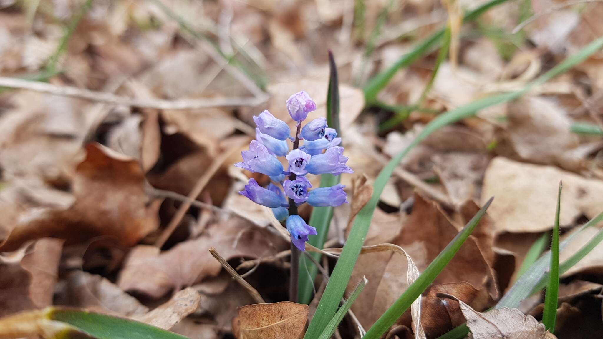 Image of Hyacinthella dalmatica Chouard