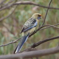 Image of Platycercus elegans flaveolus Gould 1837