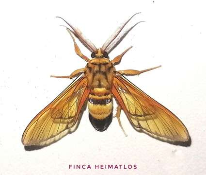 Image of Sarosa acutior Felder 1869