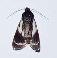 Audea bipunctata Walker 1857的圖片