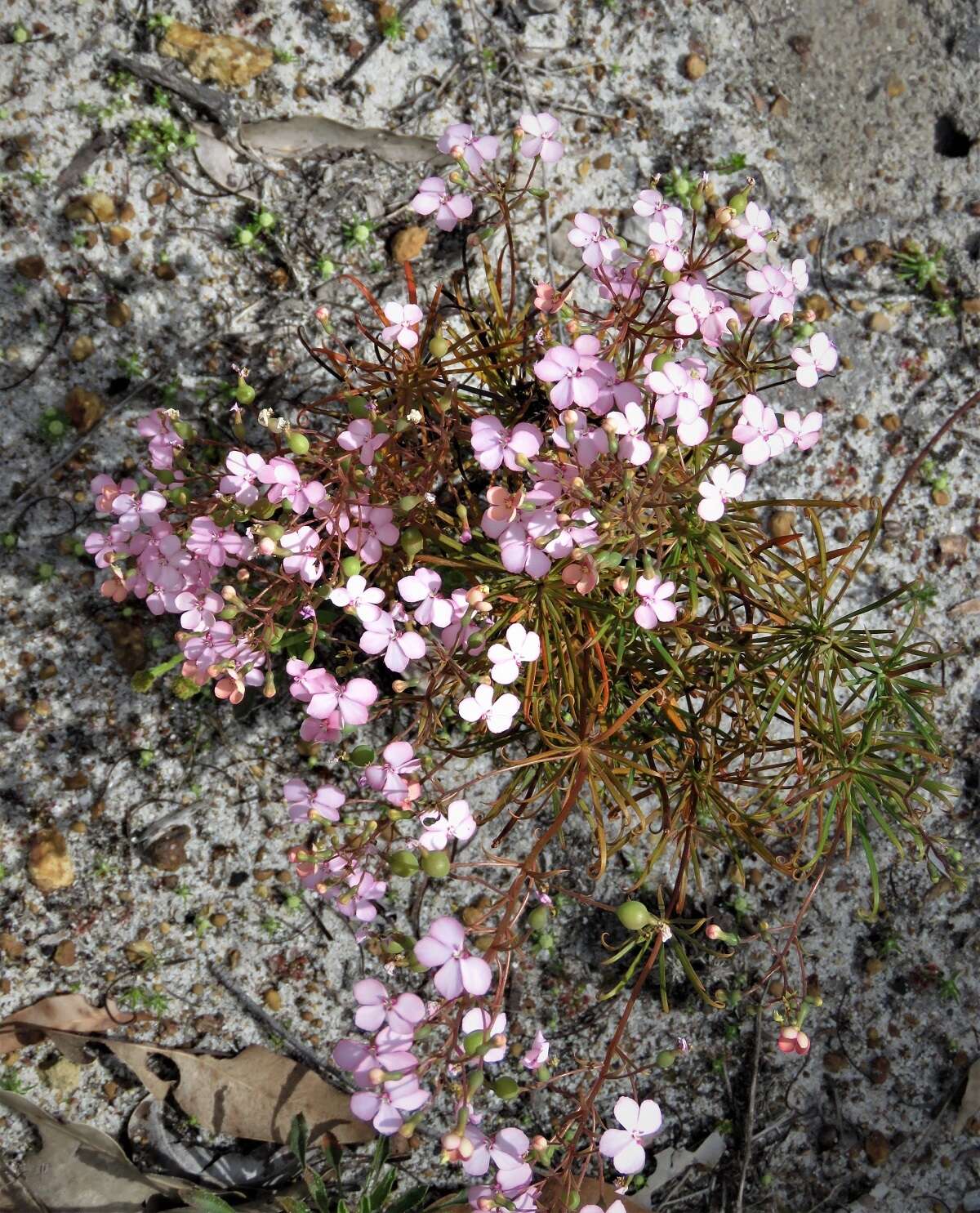 Image of Stylidium scandens R. Br.